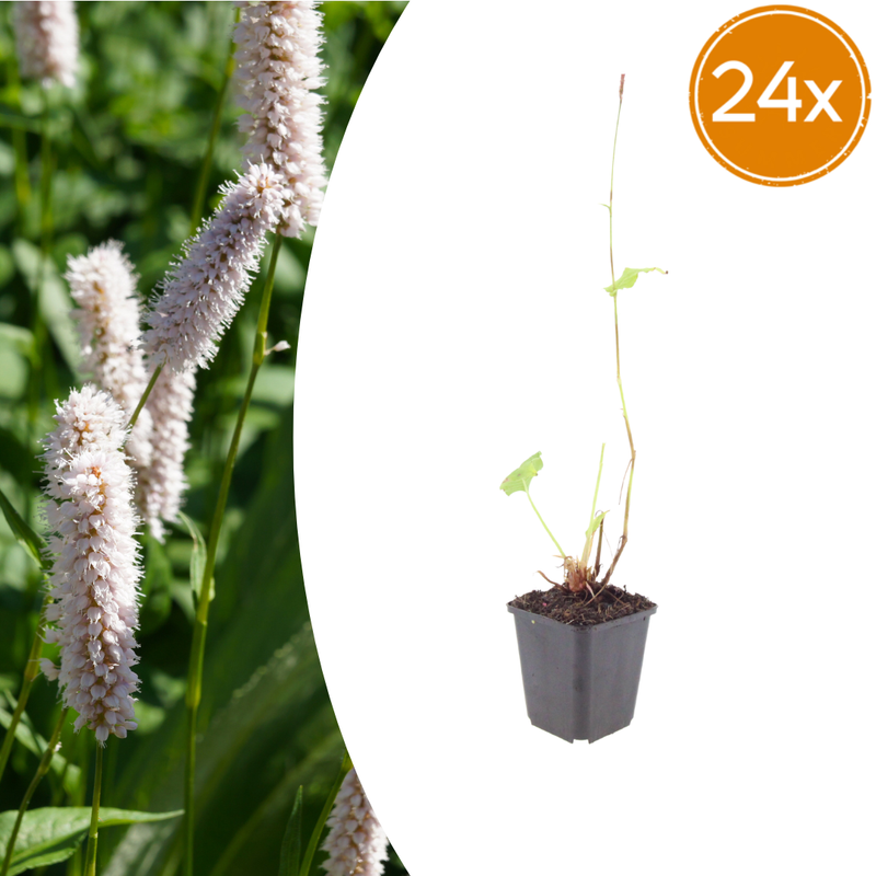 24x Persicaria bistorta 'Superba' Perennial | 10-25cm | Ø9cm Pot