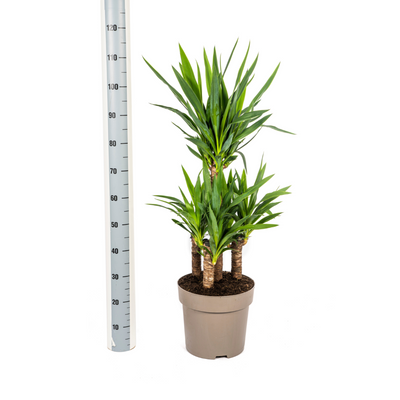 Yucca Elephantipes: Robuste Zimmerpflanze Ø30cm, 90-110cm hoch