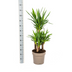 Yucca Elephantipes: Robuste Zimmerpflanze Ø30cm, 90-110cm hoch Bild 2