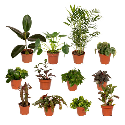 Außenseiterbox - 12x Überraschungspflanzen im Ø12cm Topf
