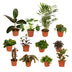 Außenseiterbox - 12x Überraschungspflanzen im Ø12cm Topf Bild 1