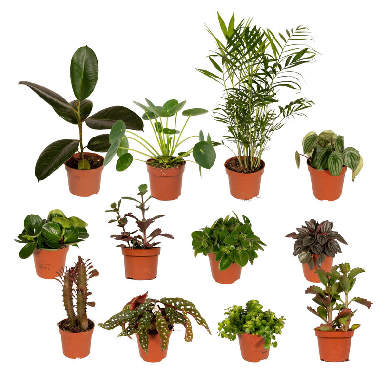Außenseiterbox - 12x Überraschungspflanzen im Ø12cm Topf
