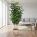 Radermachera Hainanensis: 190cm tree with glossy leaves Bild 3