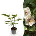 Magnolia sieboldii Strauch: Weiße Blüten, wenig Pflege, 30cm, Topf 12cm Bild 1