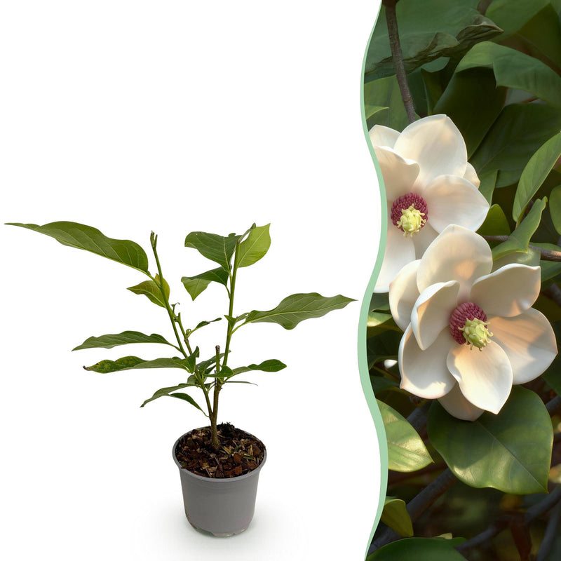 Magnolia sieboldii Strauch: Weiße Blüten, wenig Pflege, 30cm, Topf 12cm