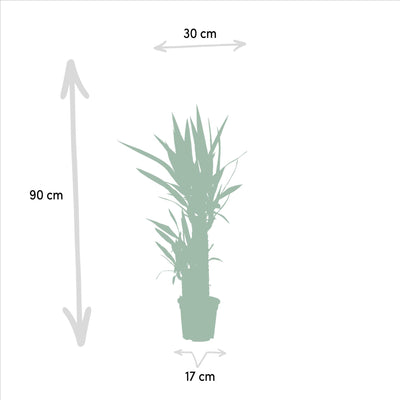 Yucca Palmlilie Zimmerpflanze - pflegeleicht, 90cm, direkt vom Gärtner