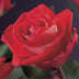 GreenboutiQ Klimrose 'Rosa Red Climber' - 2 Pflanzen im 11cm Topf Bild 4