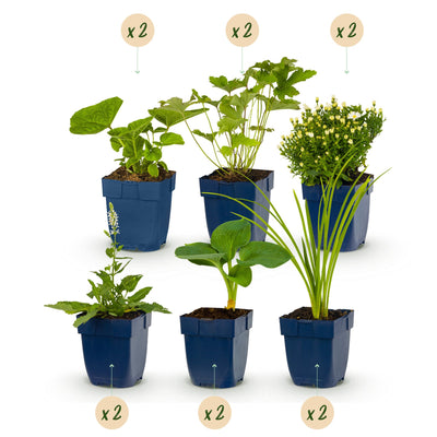 Stauden-Beetpaket Weiß: 12 Pflanzen für Blütenpracht & Biodiversität