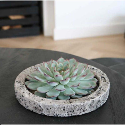 Wurzelose Echeveria Lilacina im Beton-Übertopf, Ø20 cm, 5 cm hoch