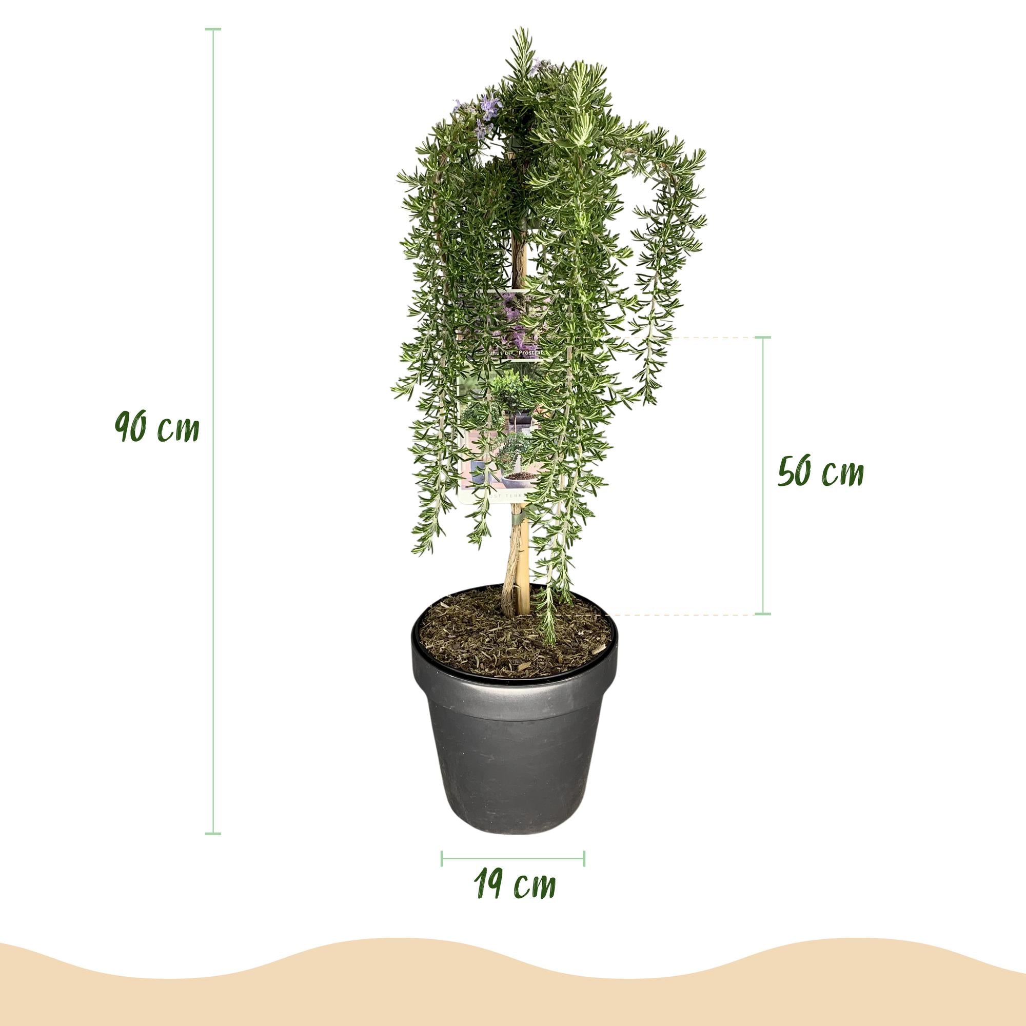 GreenboutiQ - Stamm-Pflanze - Rosmarinus officinalis Prostratus - Terrassenpflanze - Immergrün - Winterhart - Lila Blüte - Topf 19cm Höhe 90cm