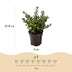 Green boutiQ - 40x Ilex crenata Stokes - Japanische Stechpalme - Heckenpflanzen - Immergrün - Grün - Topf 9cm - Höhe 20-30cm Bild 3