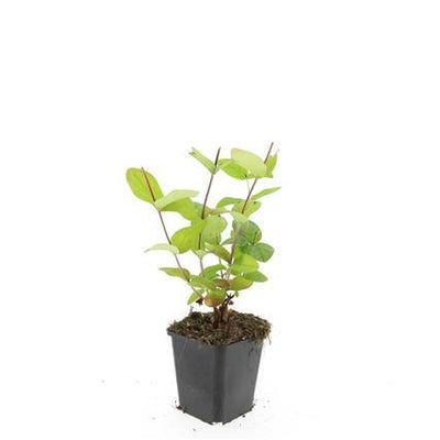 24x Hypericum 'Beauty' - 10-25cm hoch, Ø9cm Topf