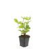 24x Hypericum inodorum 'Beauty' - ↕10-25cm - Ø9cm Bild 3