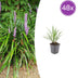 48x Liriope muscari 'Ingwersen' - ↕10-25cm - Ø9cm Bild 1