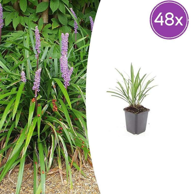 48x Liriope muscari 'Ingwersen' - ↕10-25cm - Ø9cm