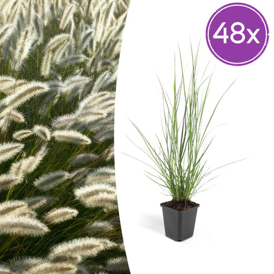 48x Ziergras 'Hameln' Pennisetum alopecuroides - Höhe 10-25cm, Ø 9cm