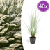 48x Ziergras 'Hameln' Pennisetum alopecuroides - Höhe 10-25cm, Ø 9cm Bild 1