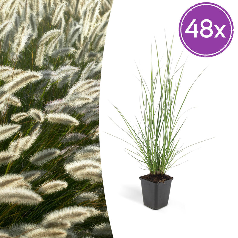 48x Ziergras 'Hameln' Pennisetum alopecuroides - Höhe 10-25cm, Ø 9cm