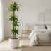 Dracaena Deremensis Dorado Topfpflanze, Ø27cm, 170-190cm Bild 6