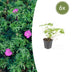 6x Geranium 'Tiny Monster' - 10-25cm Topf Ø9cm Bild 1