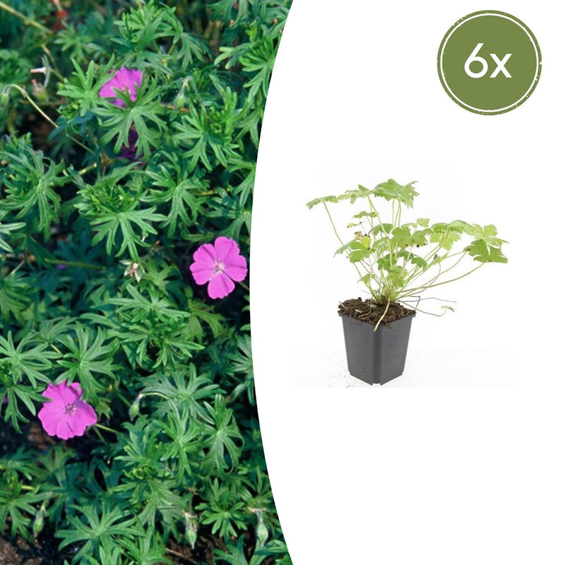 6x Geranium 'Tiny Monster' - 10-25cm Topf Ø9cm
