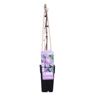 Clematis Justa: Große Fliederblüten, Langzeitblüher, Winterhart