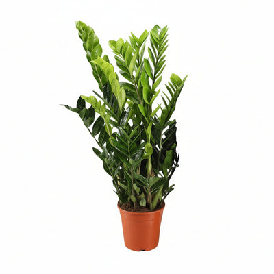 Zamioculcas Zamiifolia | 95cm hoch | 21cm Topf