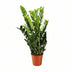 Zamioculcas Zamiifolia | 95cm hoch | 21cm Topf Bild 1