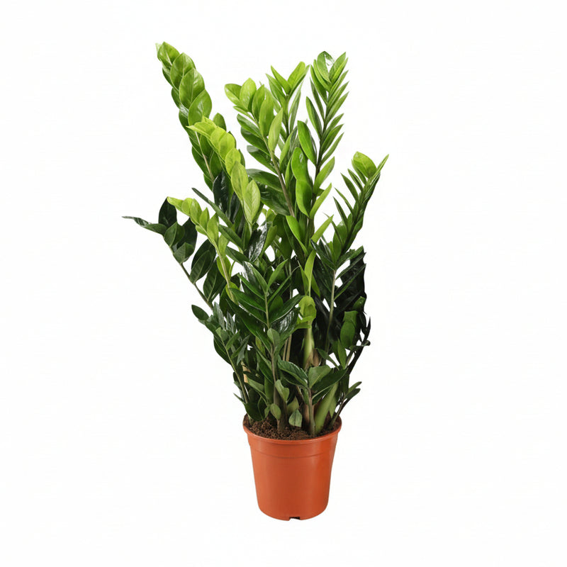 Zamioculcas Zamiifolia | 95cm hoch | 21cm Topf