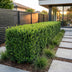 Green boutiQ - 24x Buxus sempervirens - Palmenbäumchen - Heckenpflanzen - Immergrün - Grün - Topf 9cm - Höhe 20-25cm Bild 11