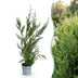 Green boutiQ - 40x Cupressocyparis leylandii 2011 - Leylandii - Heckenpflanzen - Immergrün - Grün - Topf 9cm - Höhe 30-40cm Bild 2