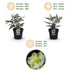 GreenboutiQ - Gartenpflanze - Lenten Rose Helleborus sternii Silver Dollar - Grüne Blume - 1 Pflanze - Immergrün - Topf 14cm Höhe 35cm Bild 12