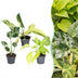 3er Baby Tropical Mix: Monstera, Philodendron Florida & Neon (Ø6cm) Bild 1