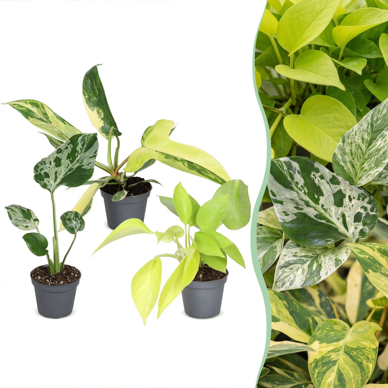 3er Baby Tropical Mix: Monstera, Philodendron Florida & Neon (Ø6cm)