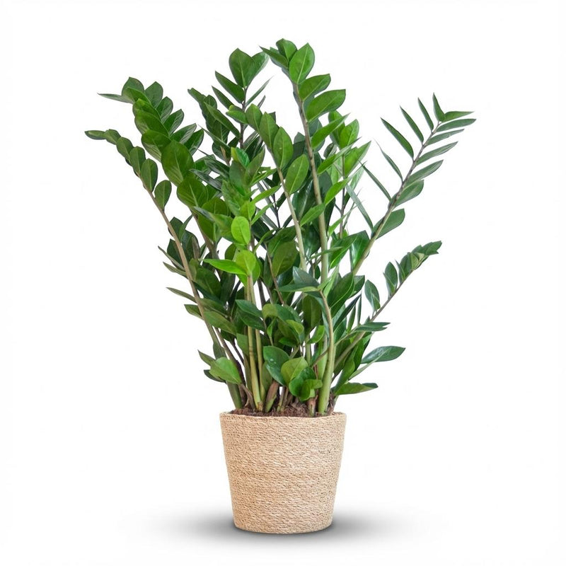 ZZ-Pflanze (Zamioculcas Zamiifolia) im Seegras-Korb - 80cm