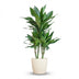 Dracaena Janet Lind, 95cm, mit Bio-Topf Bild 1