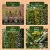 3x Jasminum Tricolour Kletterpflanze (Ø9cm, ↕35cm) Bild 7