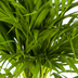 Dypsis Areca Lutescens: Üppige Goldpalme Ø19cm, 80-100cm hoch Bild 4