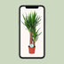 Yucca Pflanze Ø17cm - ↕80cm | Luftreinigend & Pflegeleicht Bild 5