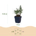 Green boutiQ - Perennial - Aster (D) Mediterranean - Sea aster - Bee and Butterfly attractors - Purple - 12 Plants - Pot 11cm - Height 15-25cm Bild 3