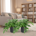 Monstera Minima: Tropische Eleganz für Ihr Zuhause - 2 Stk. Bild 5