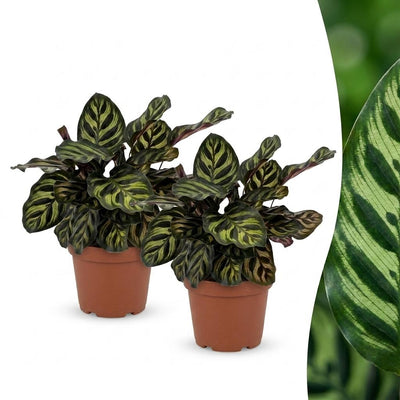 Green boutiQ - Calathea Makoyana - Pfauenpflanze - 2 Pflanzen - Topf 12cm - Höhe 25cm