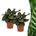 Green boutiQ - Calathea Makoyana - Pfauenpflanze - 2 Pflanzen - Topf 12cm - Höhe 25cm Bild 1