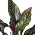 Calathea Ornata Indoor Plant (Ø14cm, 50cm tall) with Pink Veins Bild 4