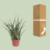 Sansevieria Fernwood Punk: Pflegeleichte Zimmerpflanze im Ø12cm Topf Bild 4