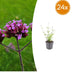 24x Verbena bon. 'Lollipop' - ↕10-25cm - Ø9cm Bild 1