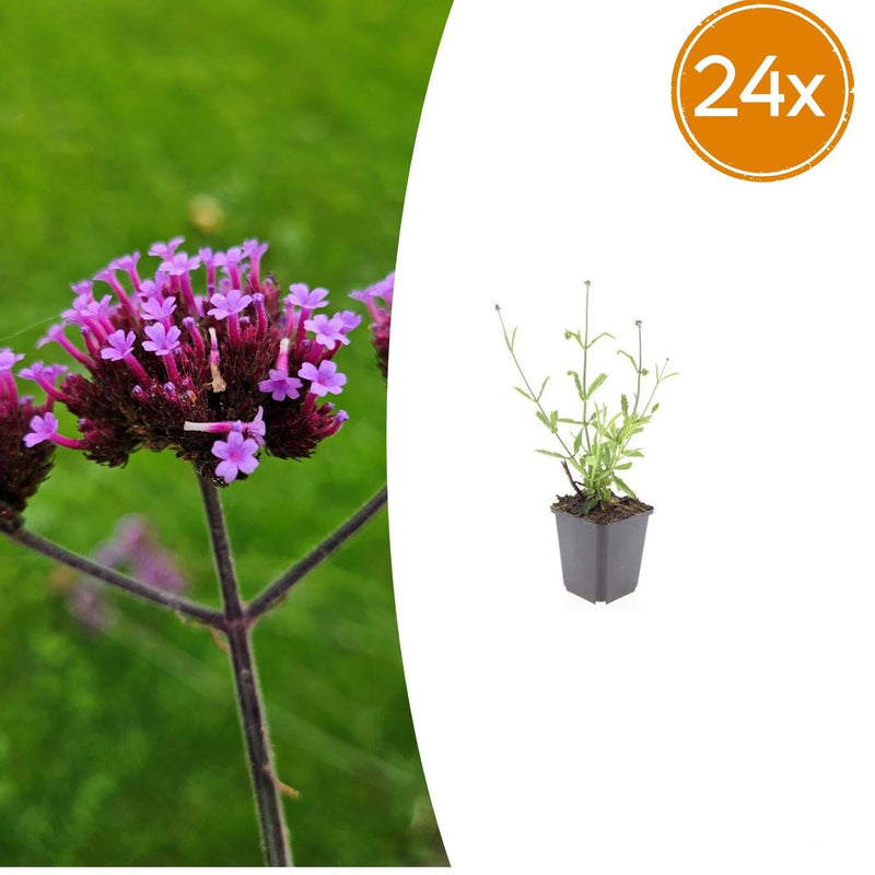 24x Verbena bon. 'Lollipop' - ↕10-25cm - Ø9cm
