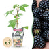 GreenboutiQ Brombeere Black Satin - Winterhart - 3 Pflanzen Bild 1