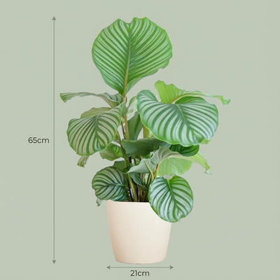 Calathea Orbifolia mit Topf (65 cm)