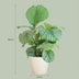 Calathea Orbifolia with pot (65 cm) Bild 2